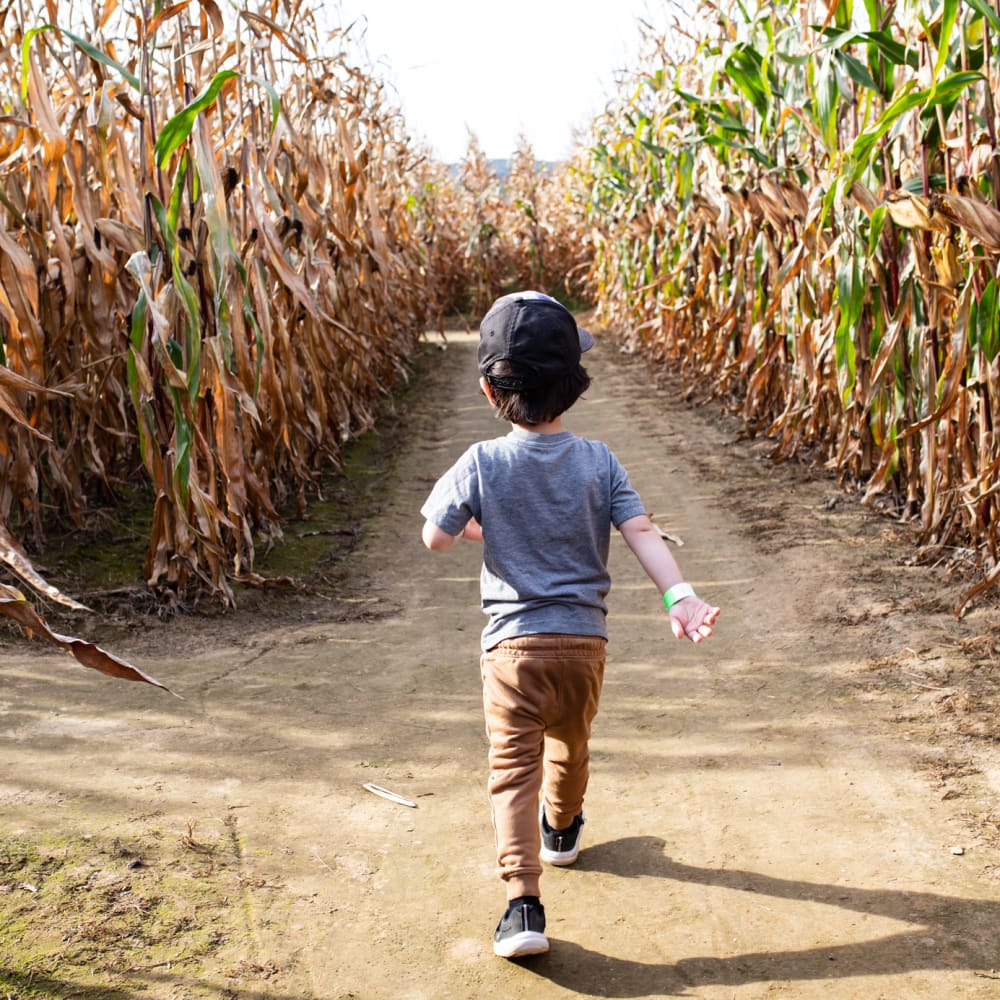 Little boy walking in a maze