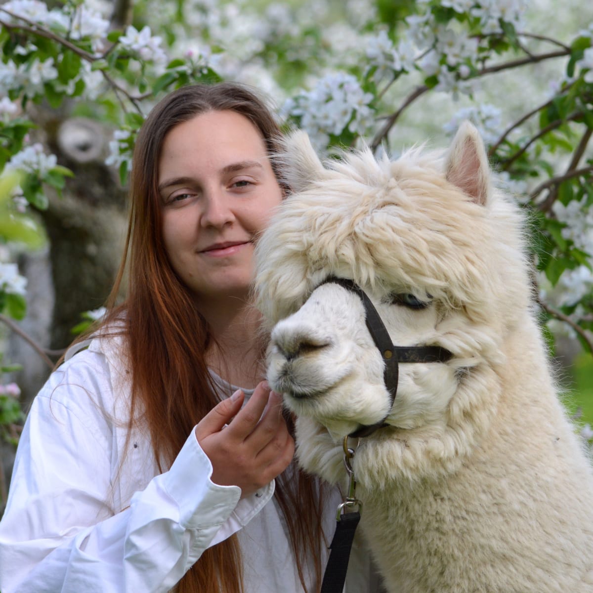 Alpagas du Domaine Poissant - A woman and an alpaca