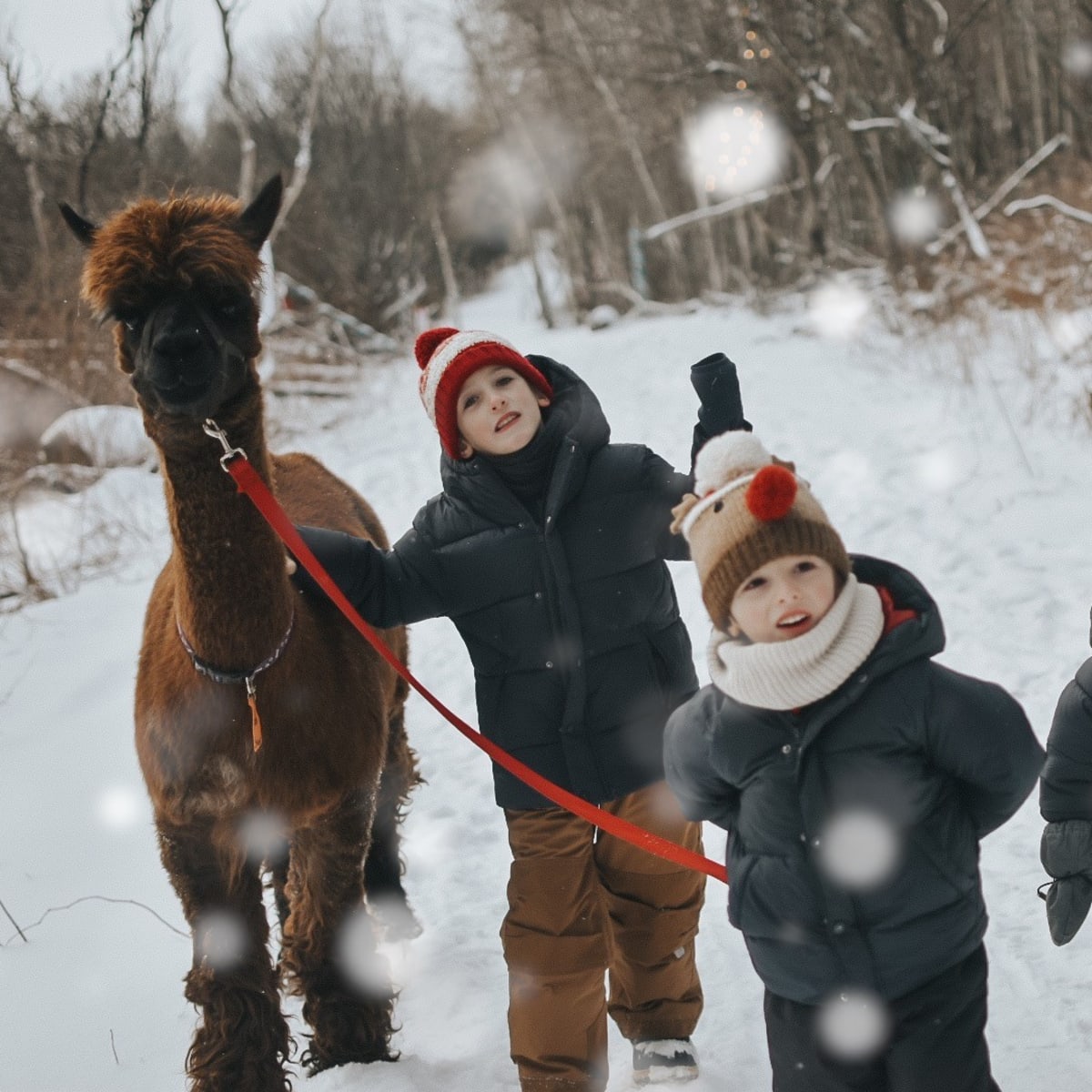 Alpagas du Domaine Poissant - Three children walking an alpaca in winter