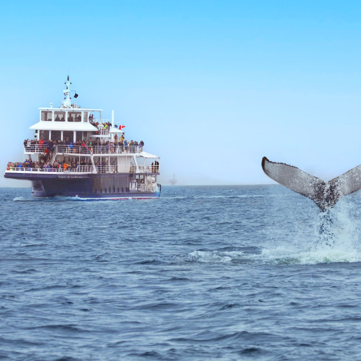 Cruise ship next to a whale's tail.