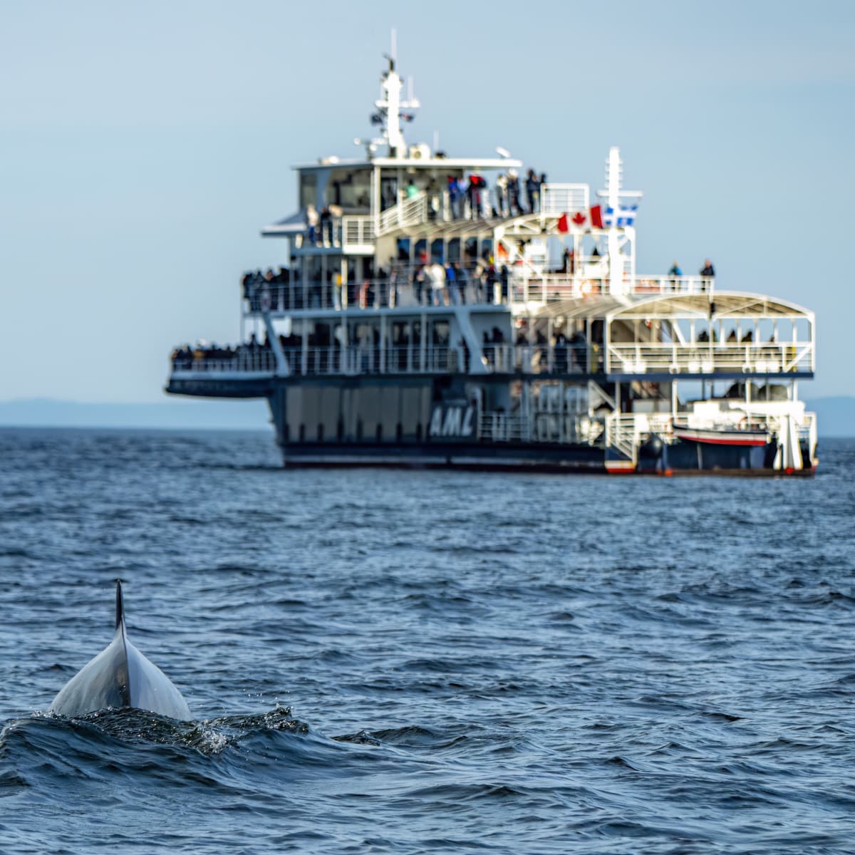 Cruise ship next to a whale's tail.