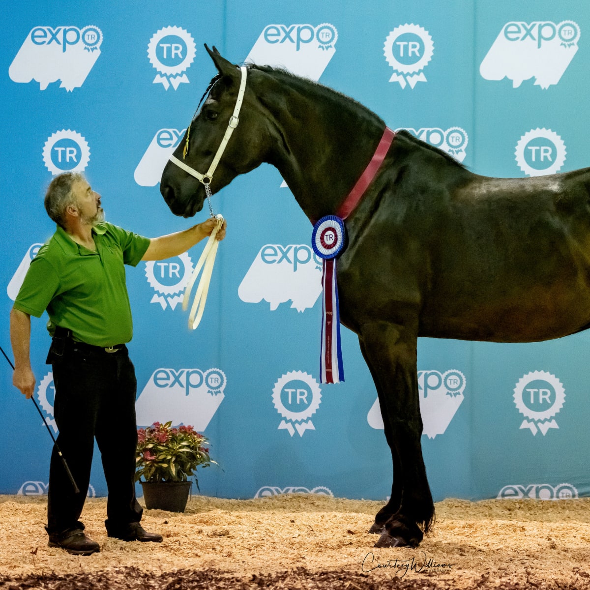 Exposition agricole de Trois-Rivières - Un homme et un grand cheval noir
