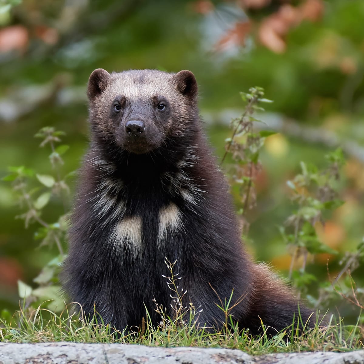 Wolverine at Parc Omega