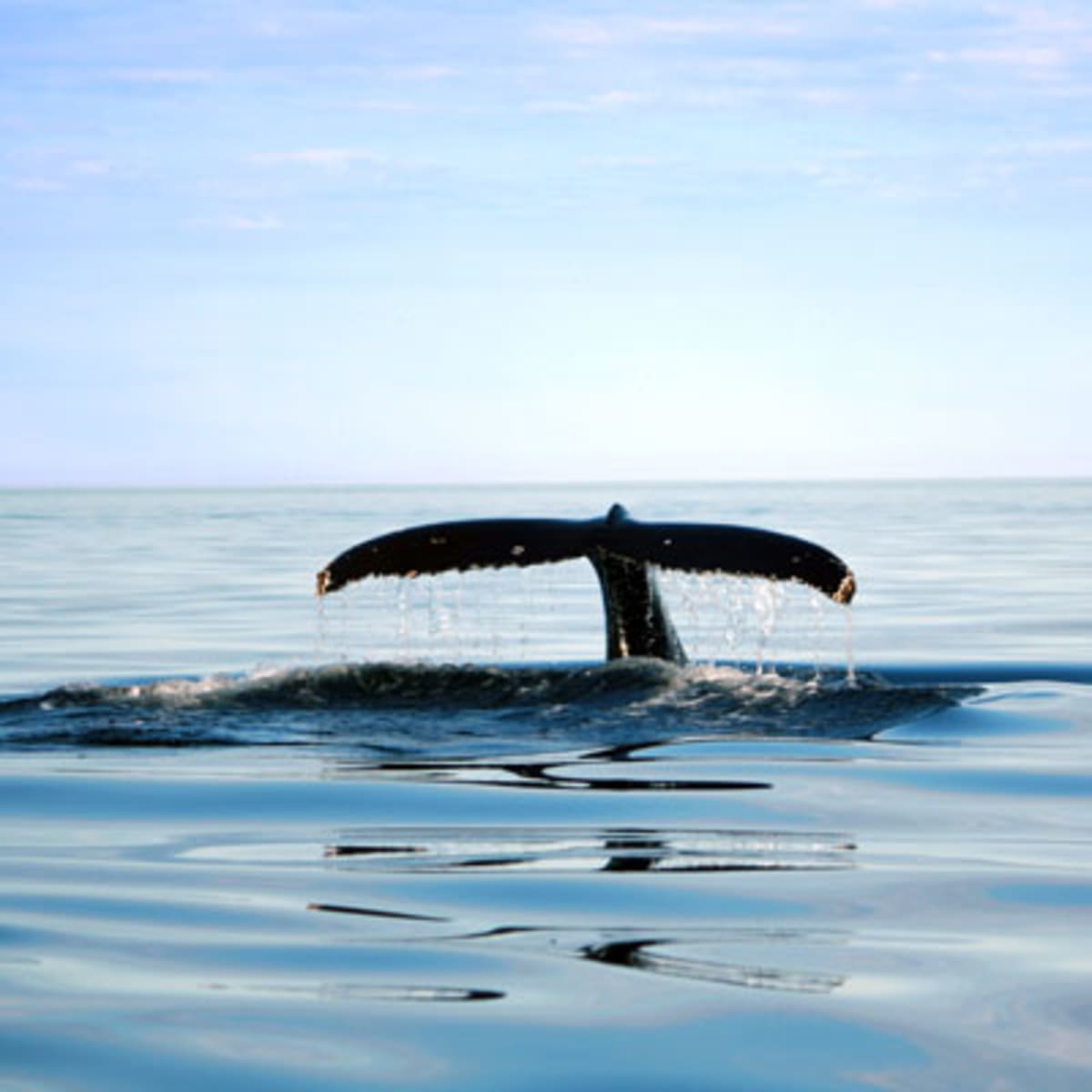 alliance_eco_baleine_1