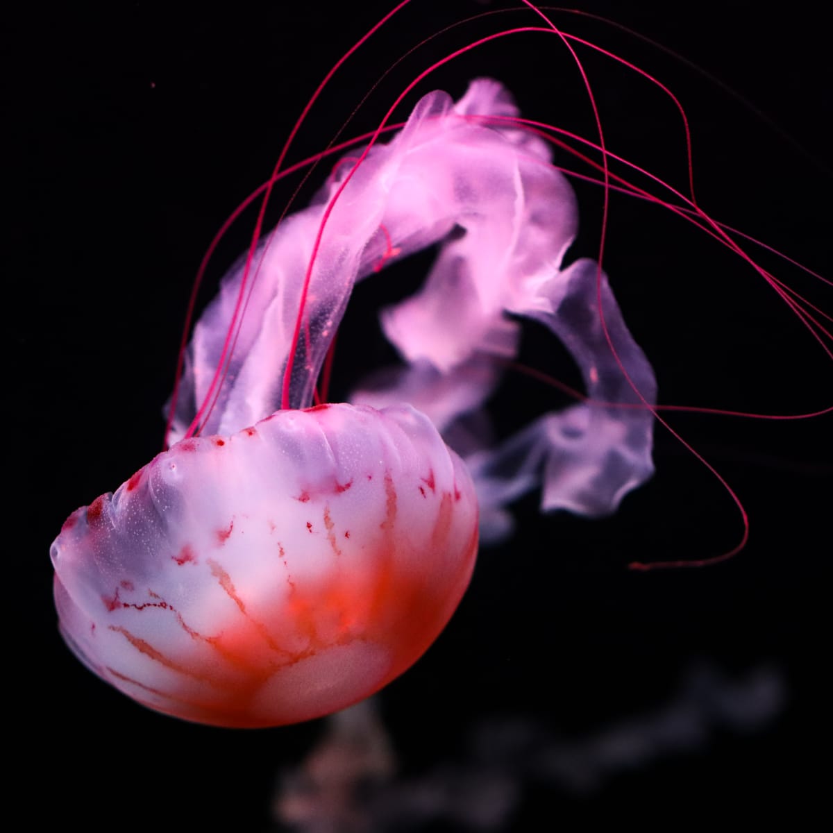 Aquarium du Québec