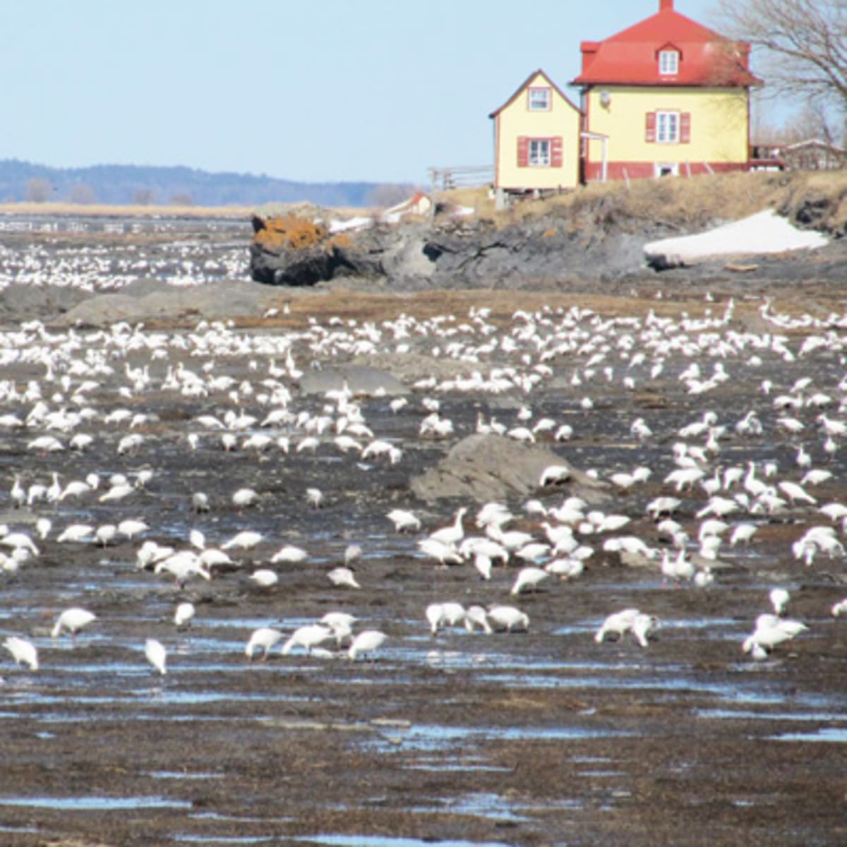auberge_pourvoirie_isle_aux_grues_9