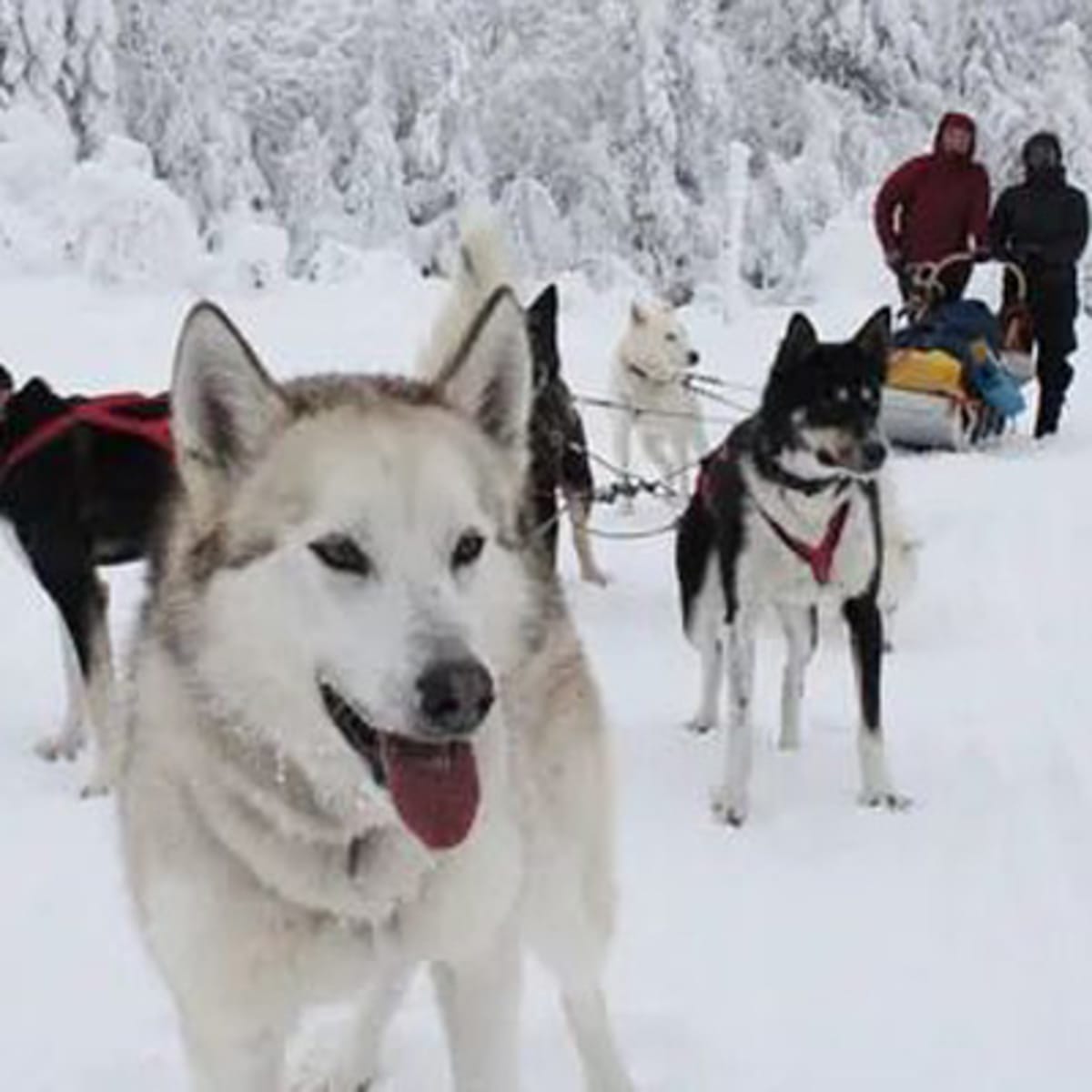 bosco_charlevoix_1_h
