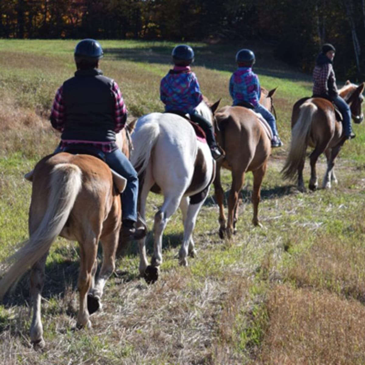 centre_equestre_aurelie_piche_1