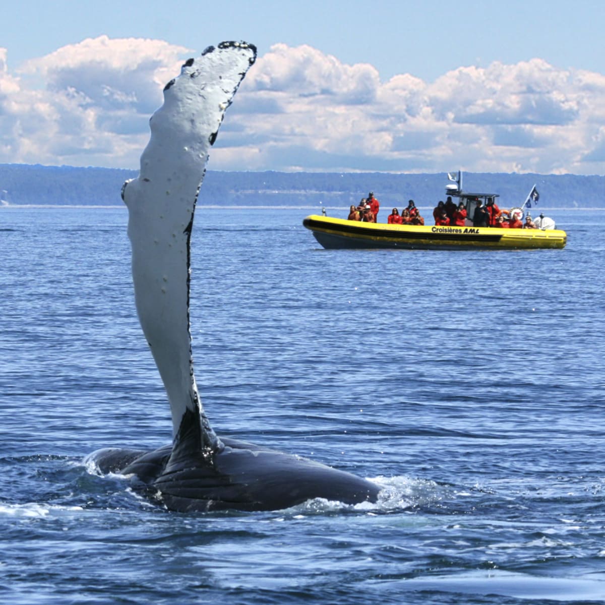 croisieres_aml_charlevoix_1