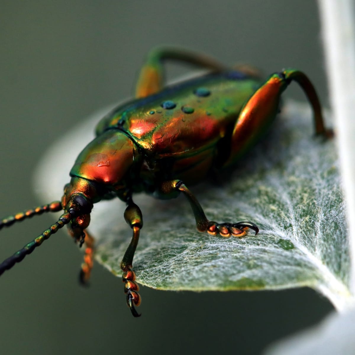 espace_pour_la_vie___insectarium_de_montreal_4
