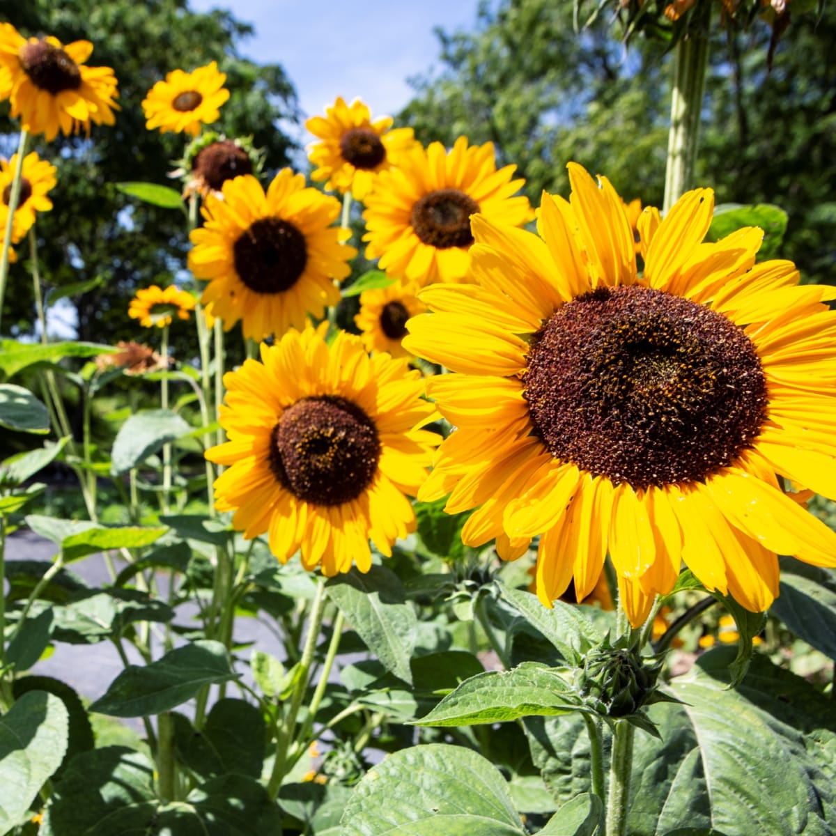 espace_pour_la_vie__jardin_botanique_de_montreal_8