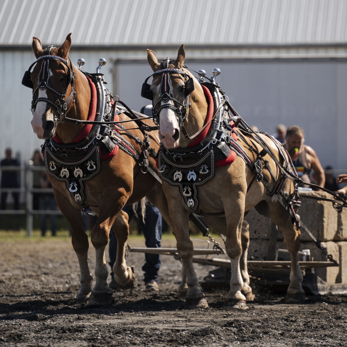 exposition_agricole_de_la_beauce_5