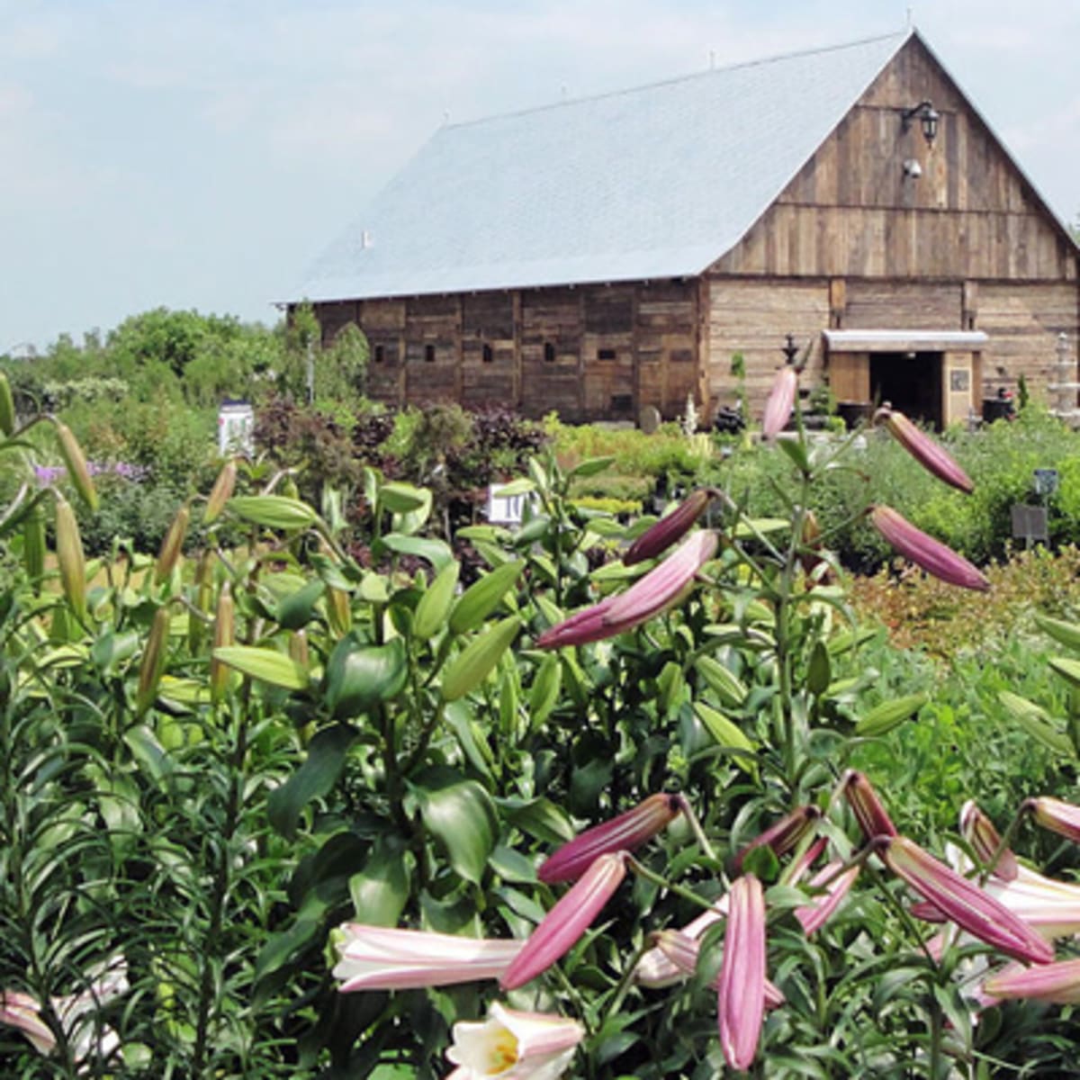 ferme_guyon_4