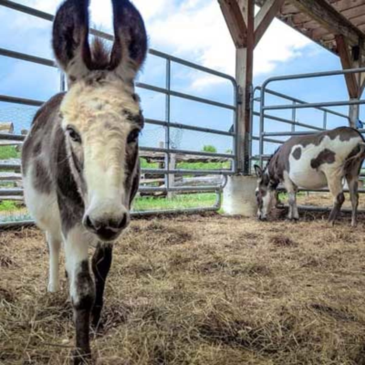ferme_guyon_7