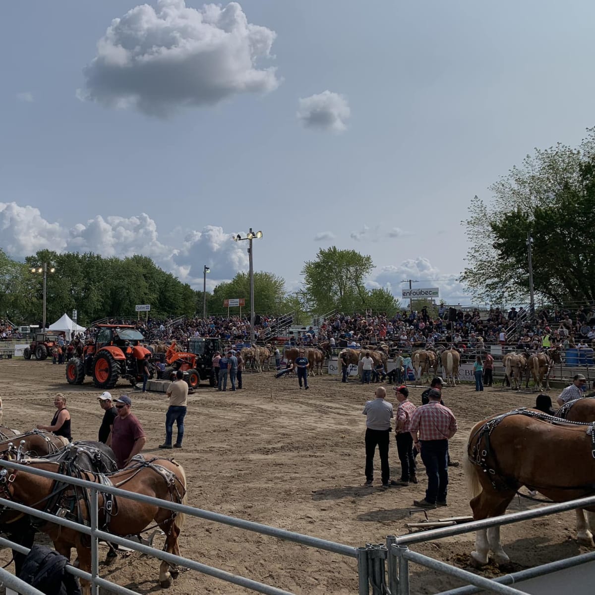 festival_du_cheval_de_princeville_3