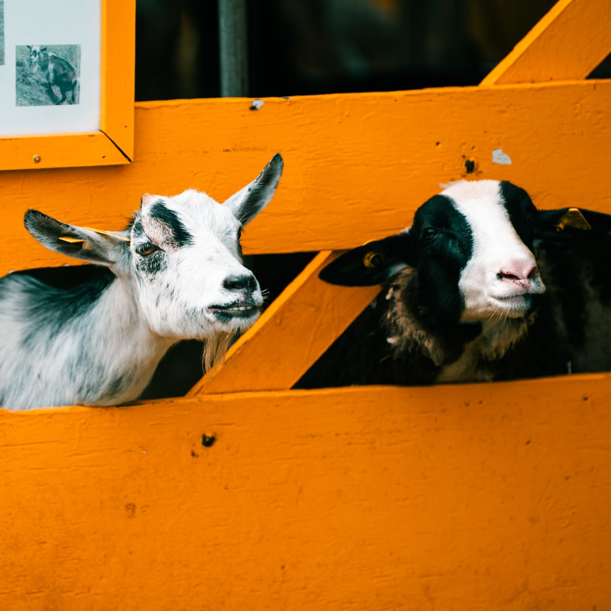 foire_de_havelock_1