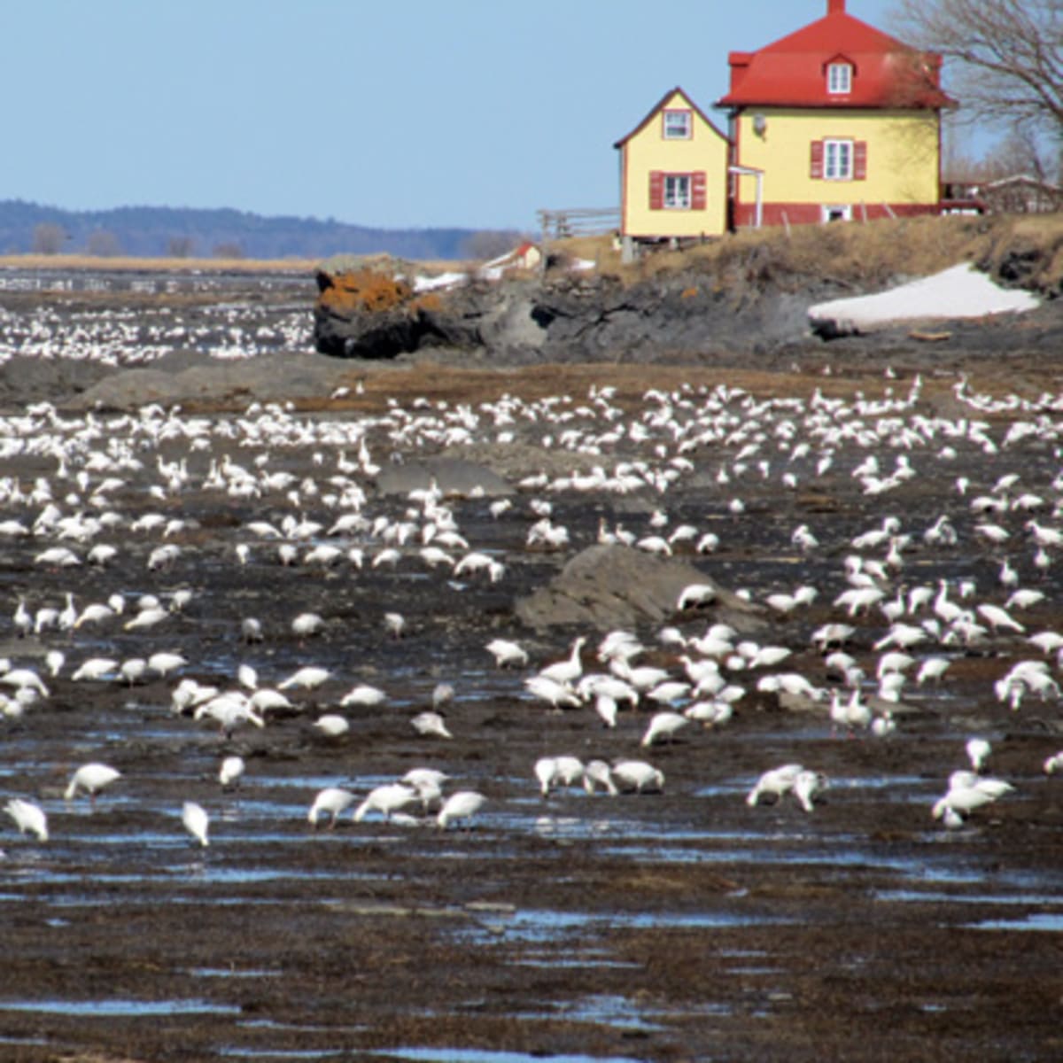 isle_aux_grues_7