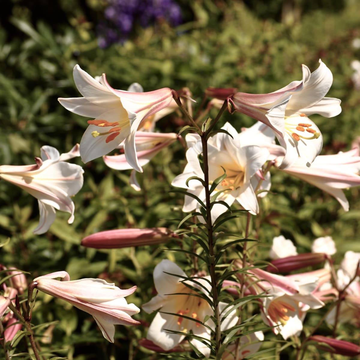 jardins_de_metis_3