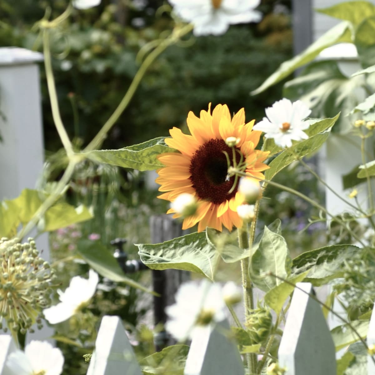jardins_de_metis_4