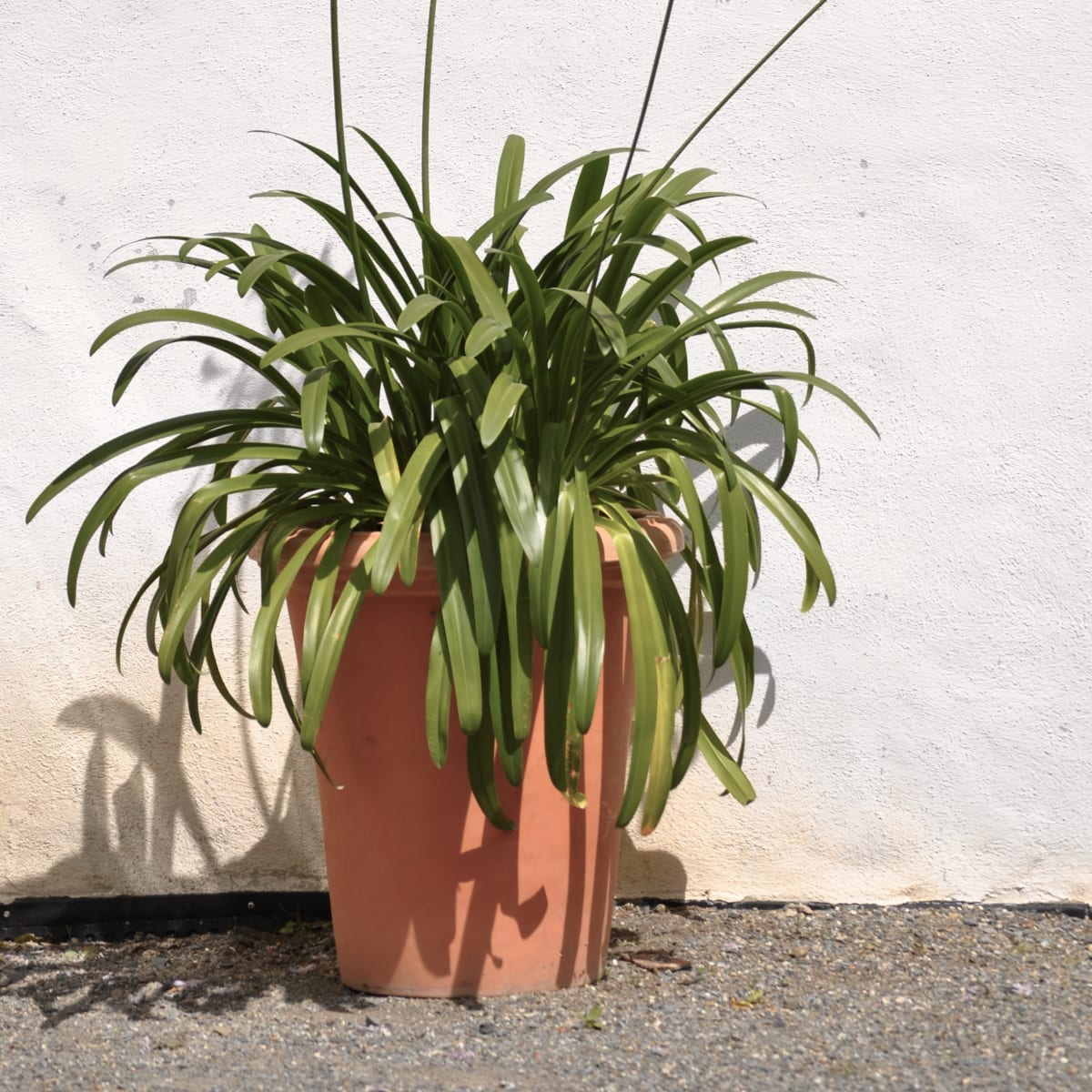 jardins_de_metis_8