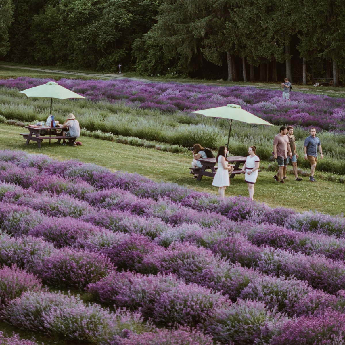 la_maison_lavande_culture_et_parfumerie_13