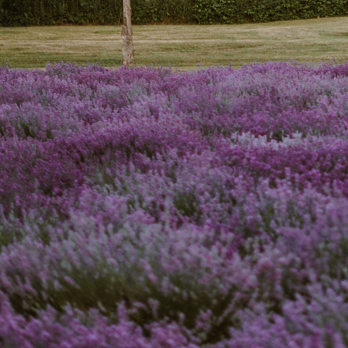 la_maison_lavande_culture_et_parfumerie_3
