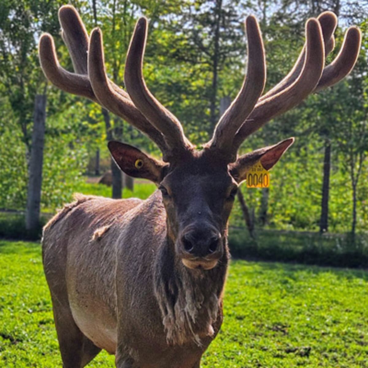 la_vallee_du_wapiti_1