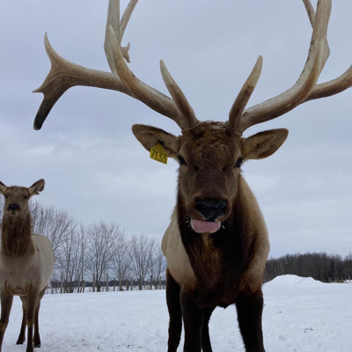 la_vallee_du_wapiti_1_h
