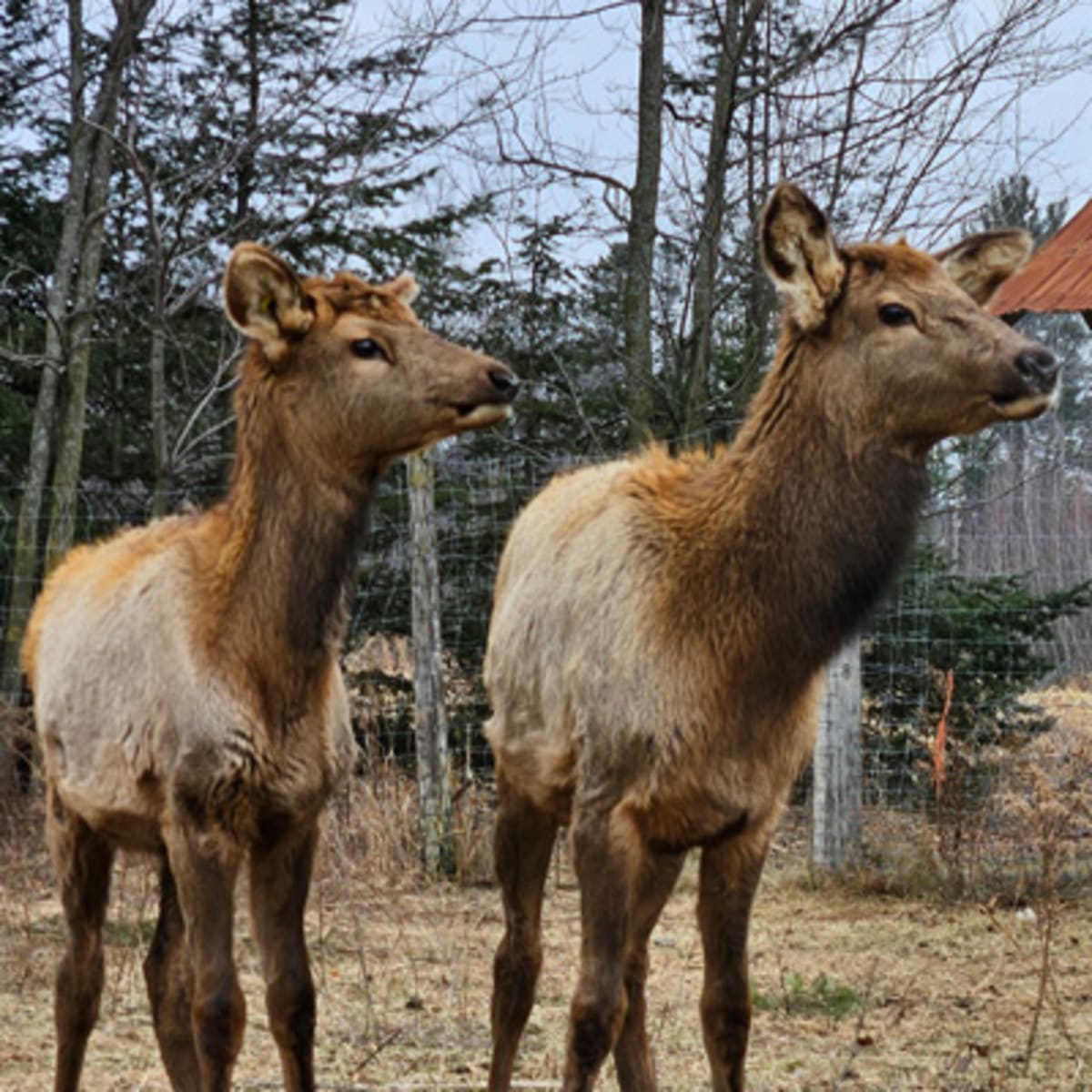 la_vallee_du_wapiti_1_p