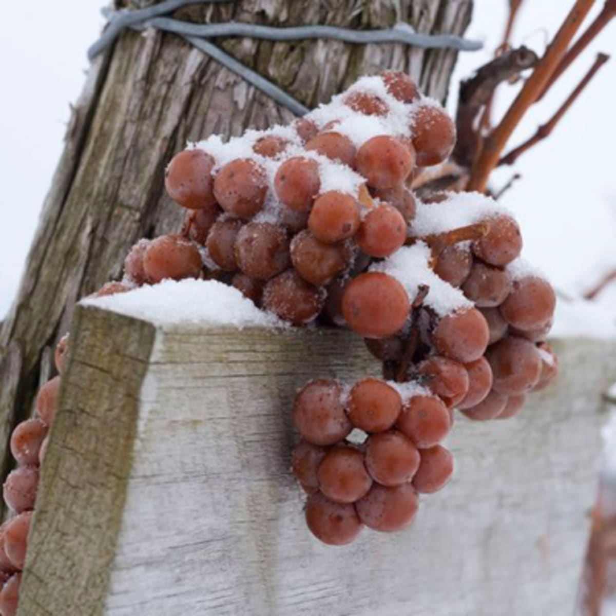 le_chemin_du_terroir_1_h
