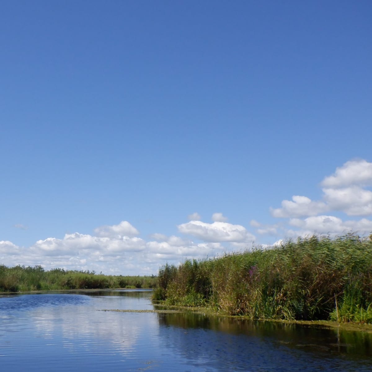 les_amis_de_la_reserve_nationale_de_faune_du_lac_saint_francois_2