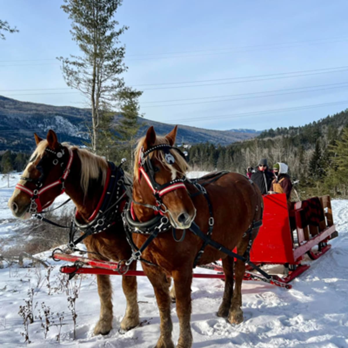 les_montagnards_de_charlevoix_2_h
