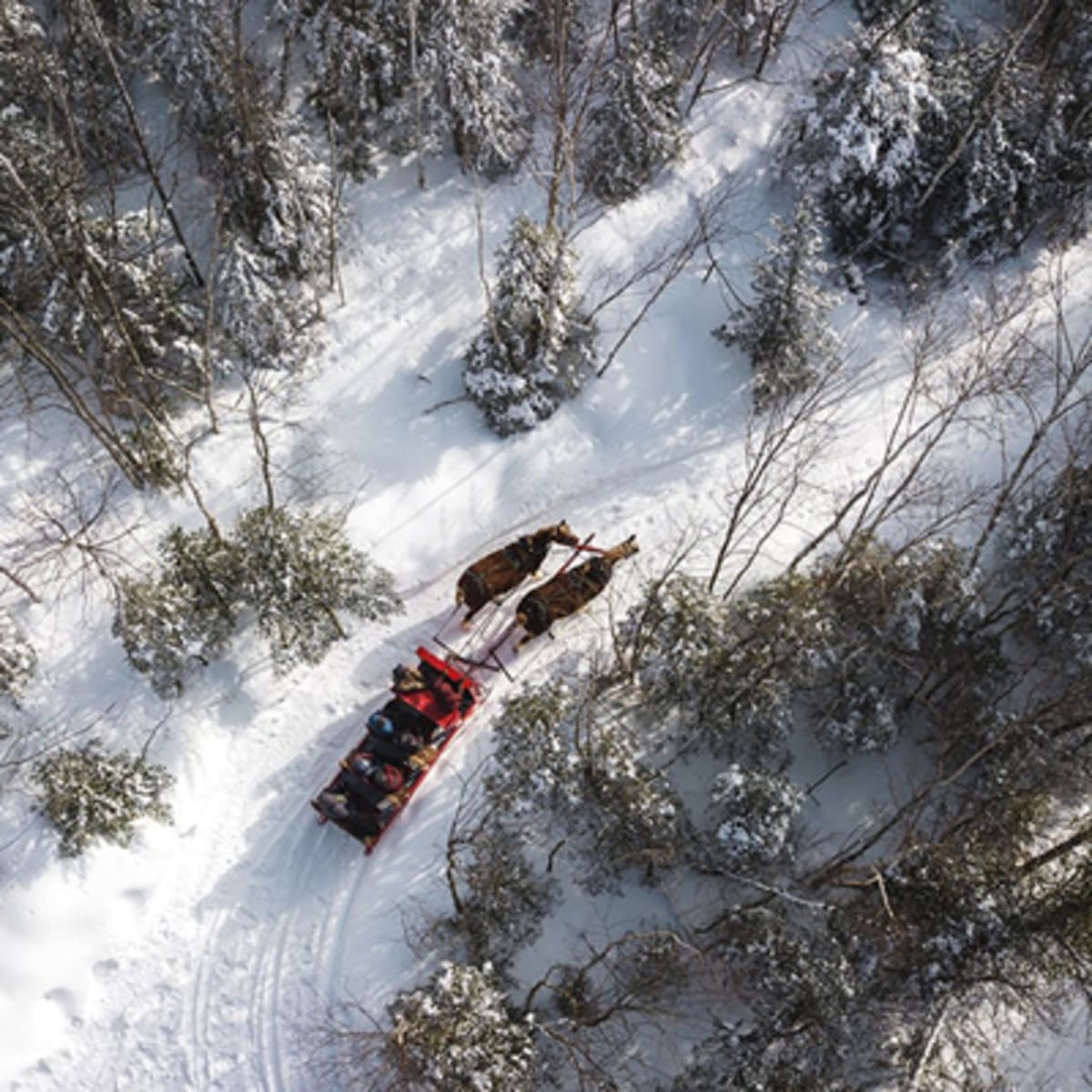 les_montagnards_de_charlevoix_4_h