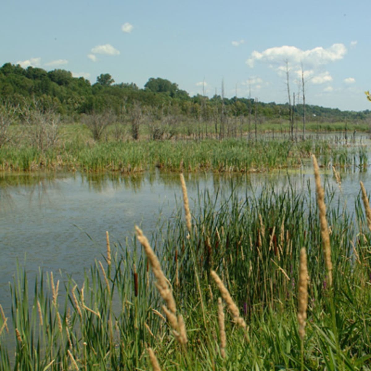 marais_leon_provancher_1