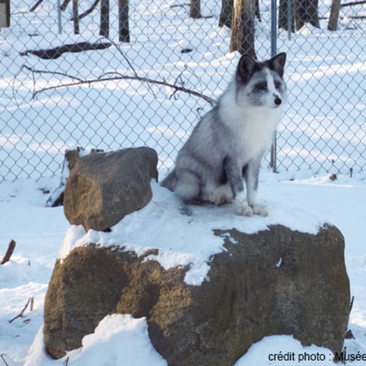 musee_de_la_biodiversite_du_quebec_1_h