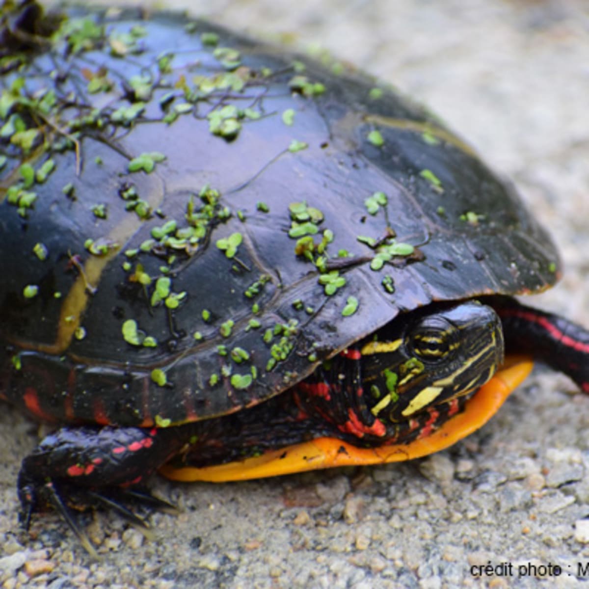 musee_de_la_biodiversite_du_quebec_3