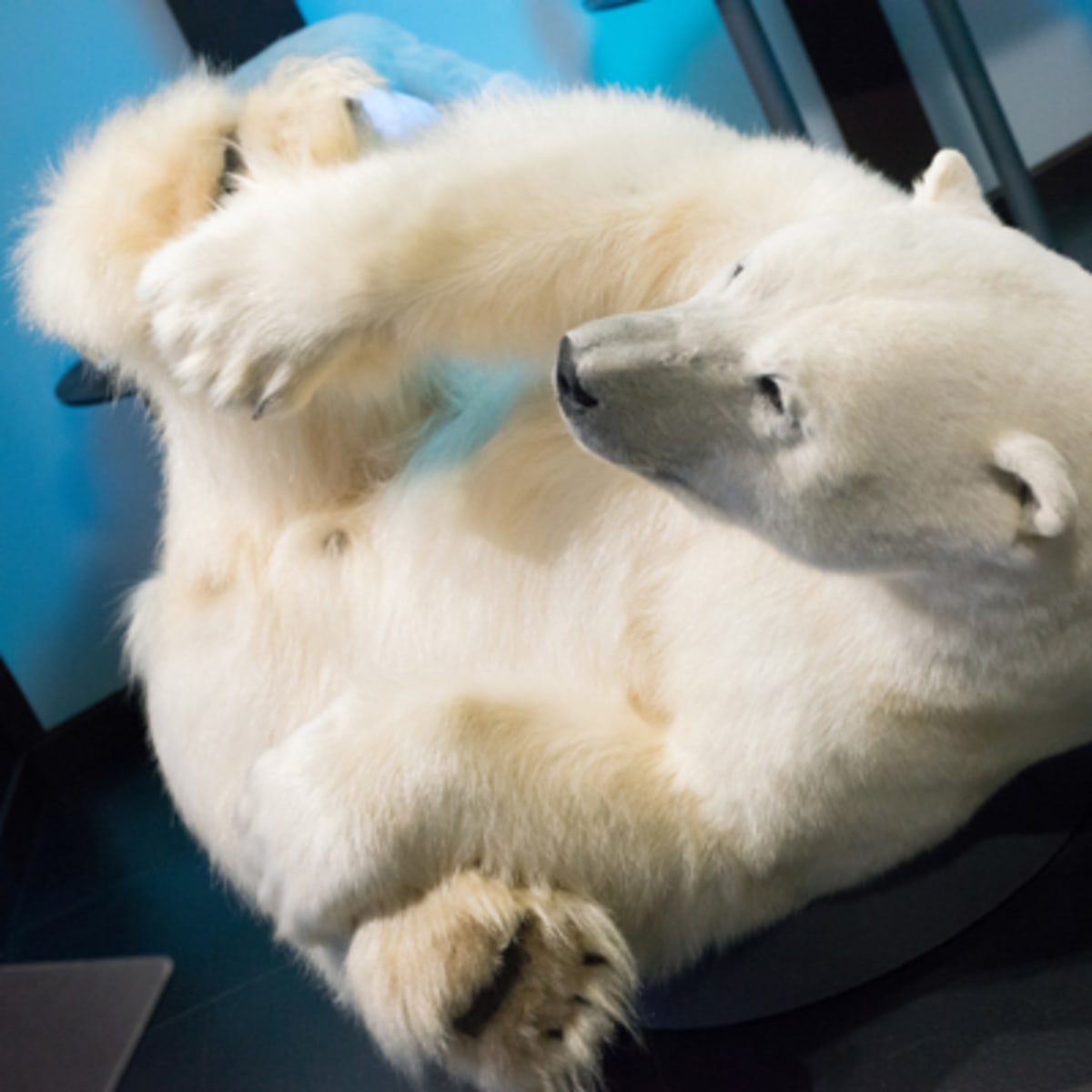 musee_de_la_nature_et_des_sciences_de_sherbrooke_3