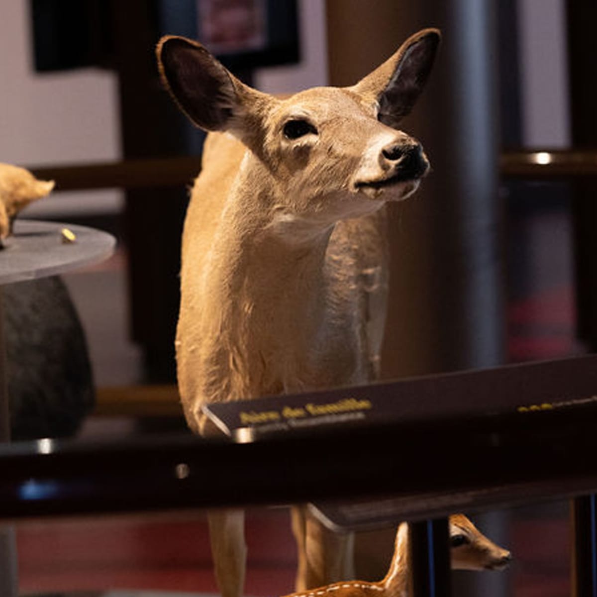 musee_de_la_nature_et_des_sciences_de_sherbrooke_4