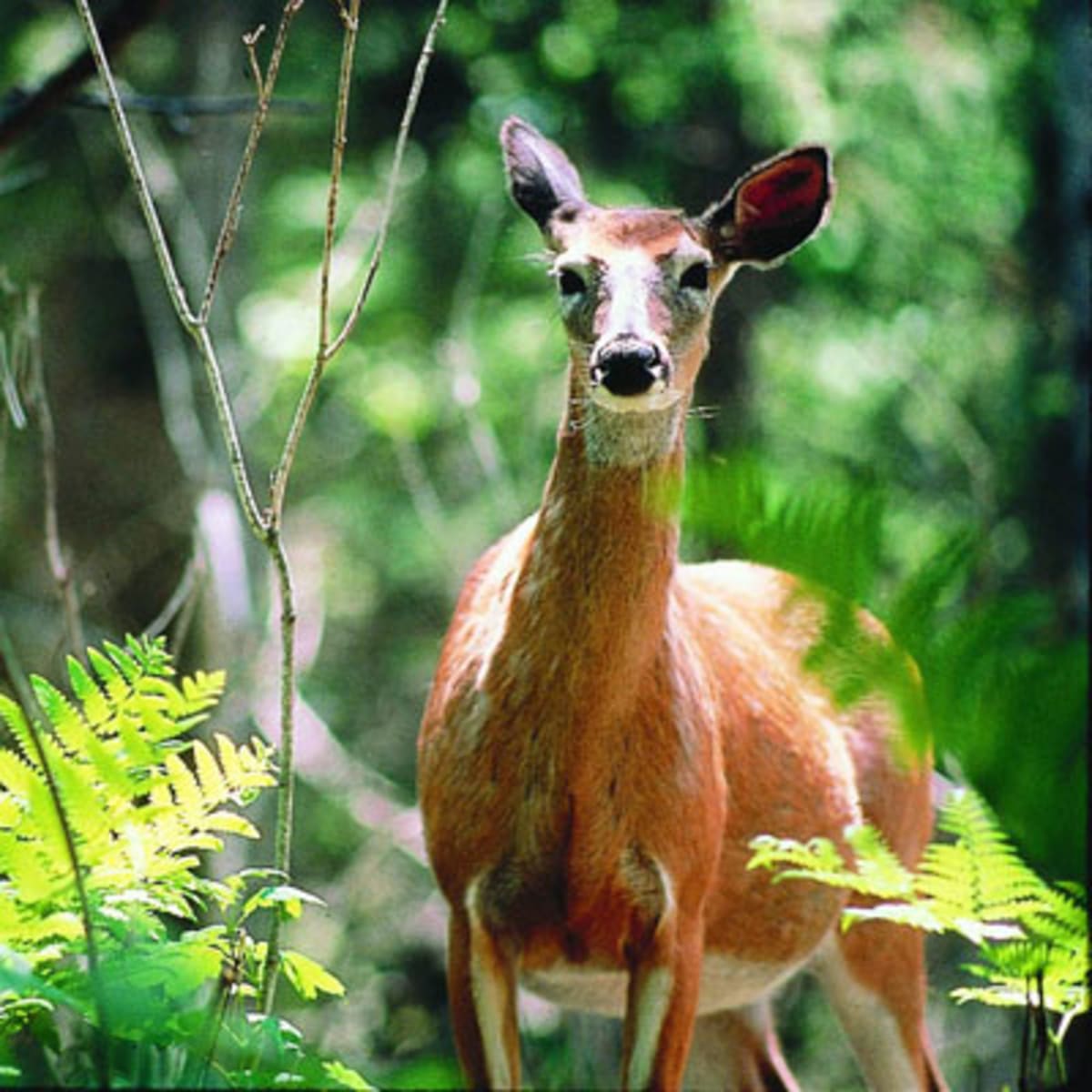 parc_national_de_frontenac_2