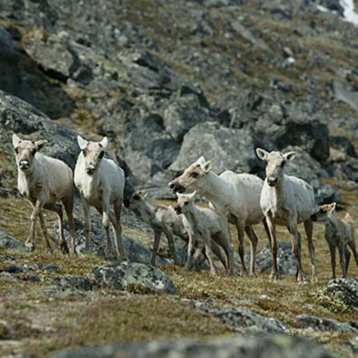parc_national_des_pingualuit_3_h