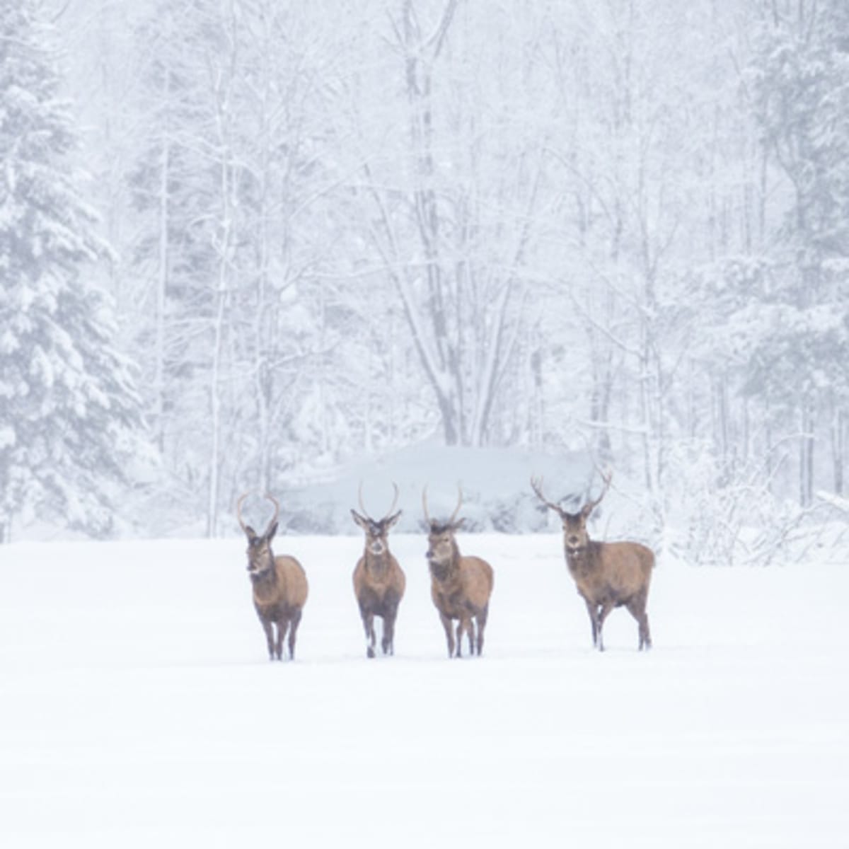 parc_omega_2_h