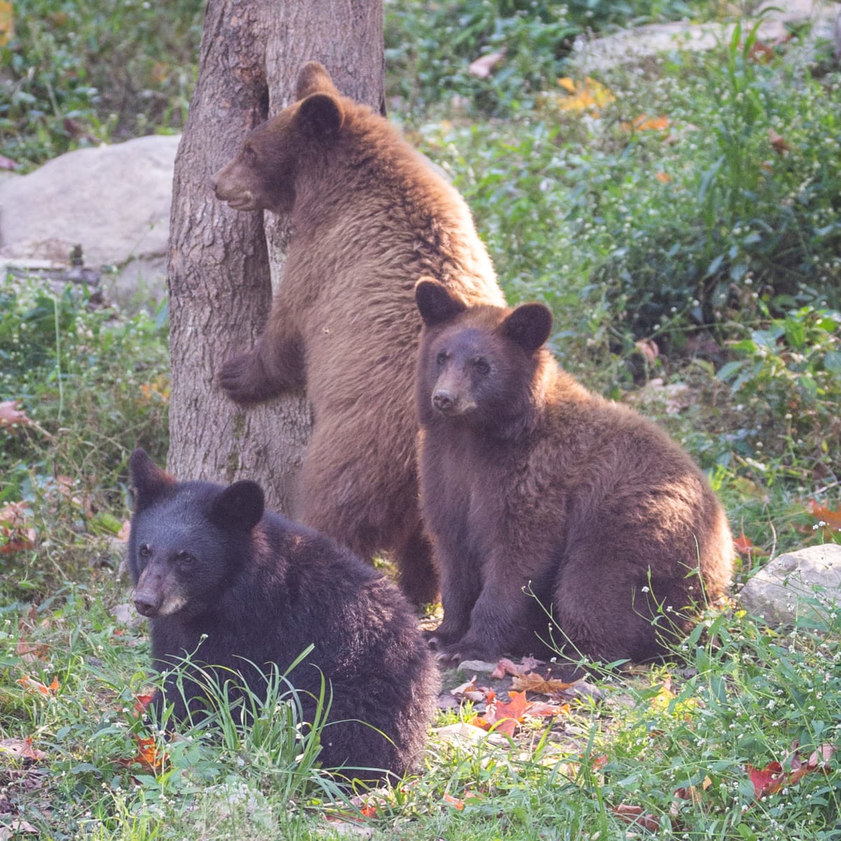 parc_omega_7