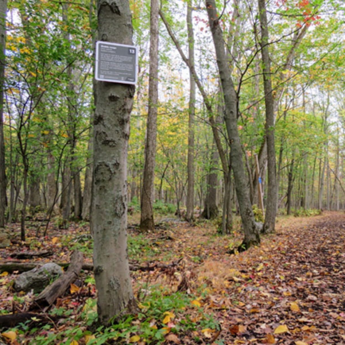 parc_regional_de_longueuil_1_a