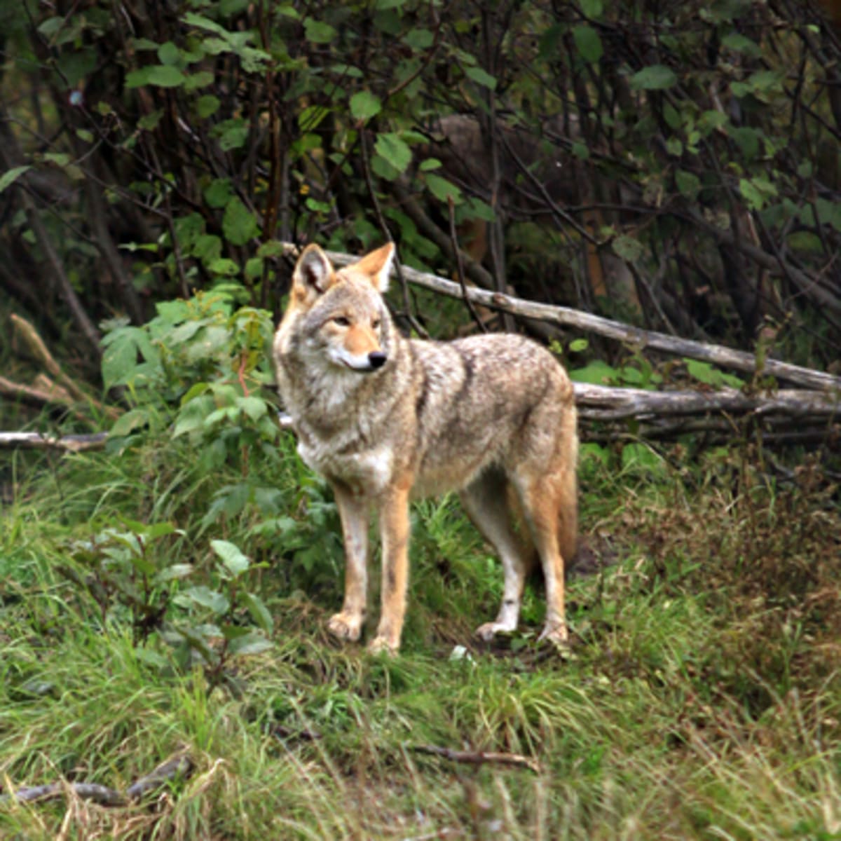 refuge_pageau_13