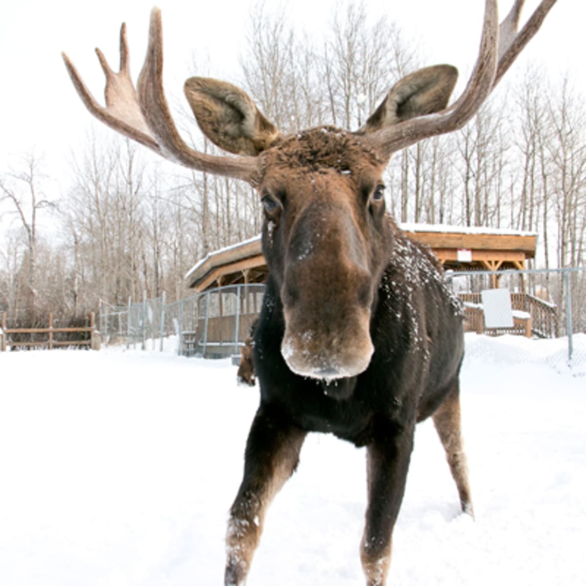 refuge_pageau_1_h