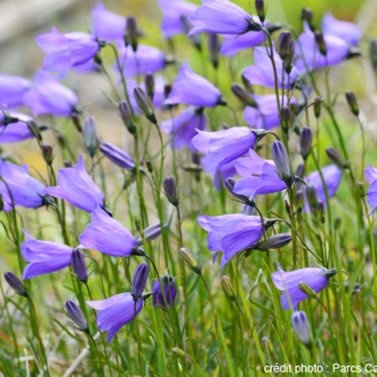 reserve_de_parc_national_de_larchipel_de_mingan_11