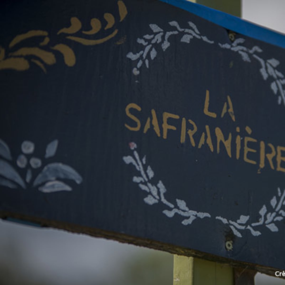 safran_nordique_5