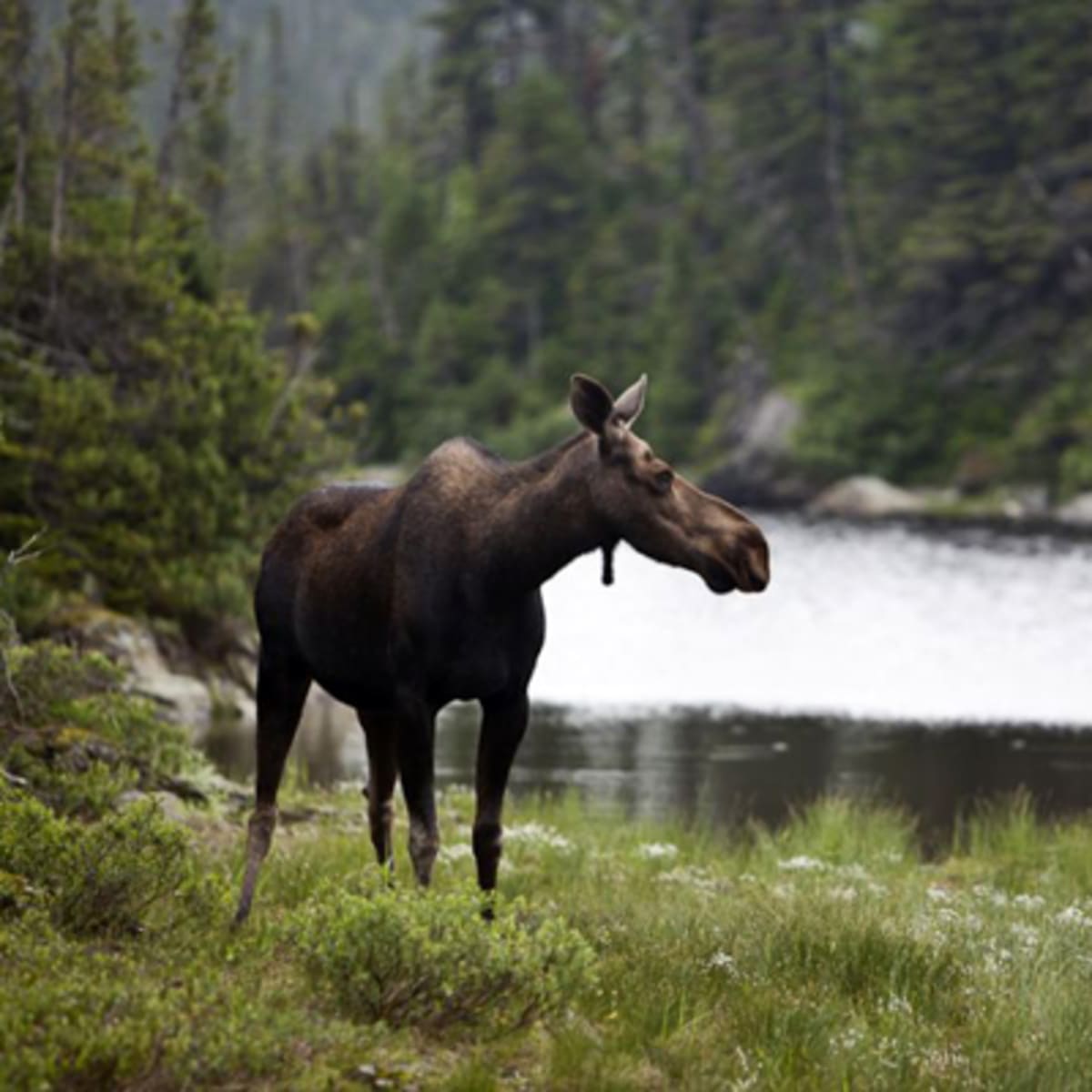 sentier_international_des_appalaches_2