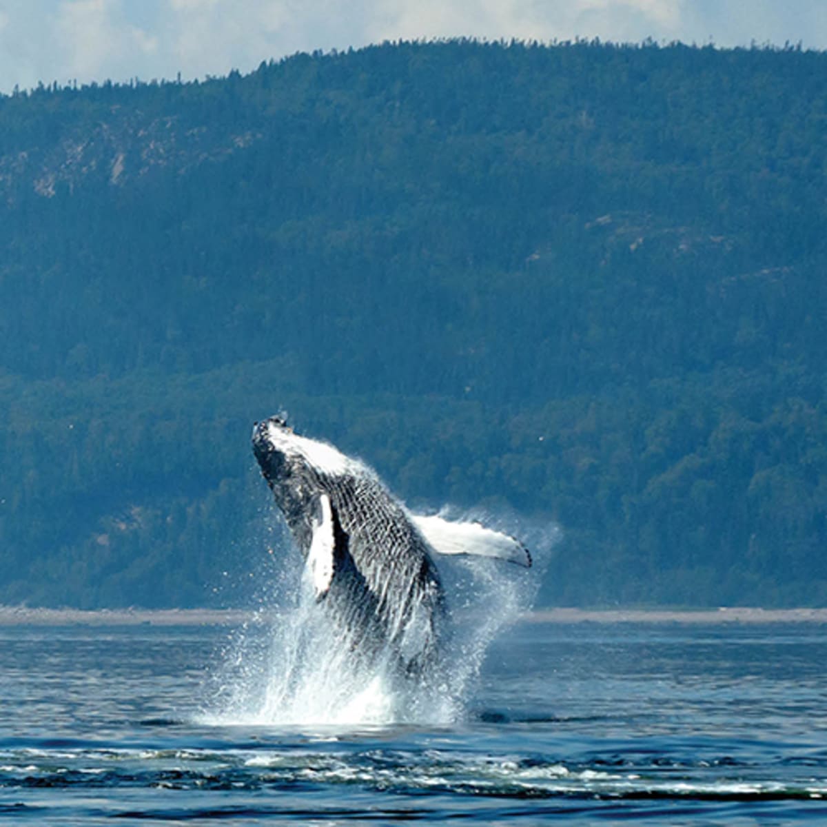 viens_voir_les_baleines_1