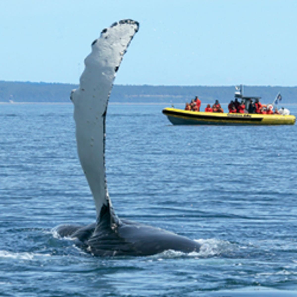 viens_voir_les_baleines_15